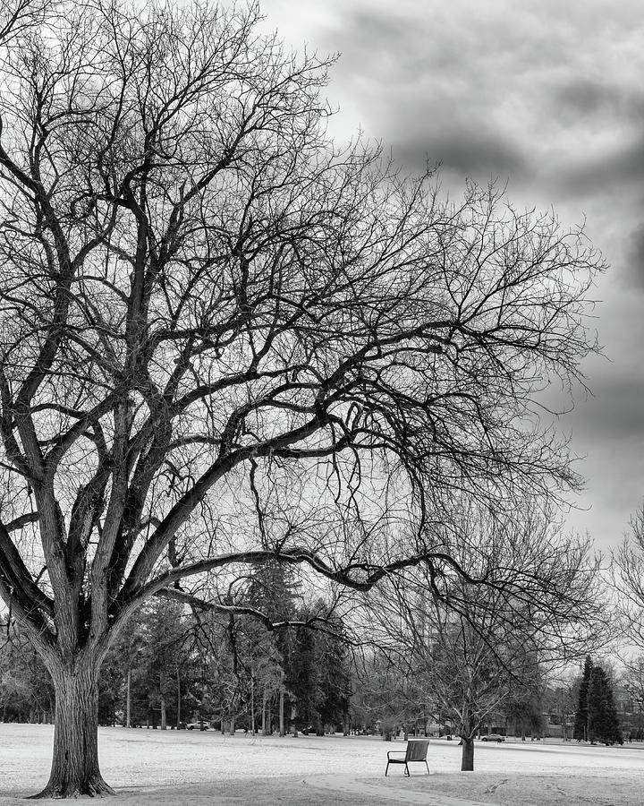 Winter in Cheesman Park, Denver, CO empty trees and empty benches Photograph by Philip Rodgers