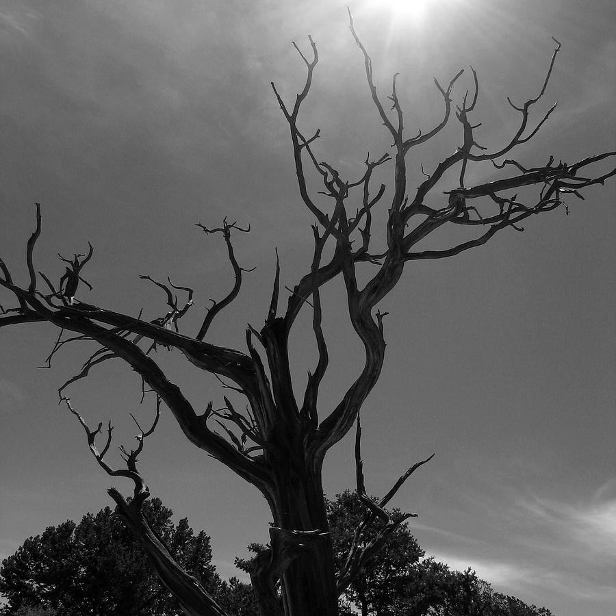 Barren Soul Photograph by Brendon Bradley | Fine Art America