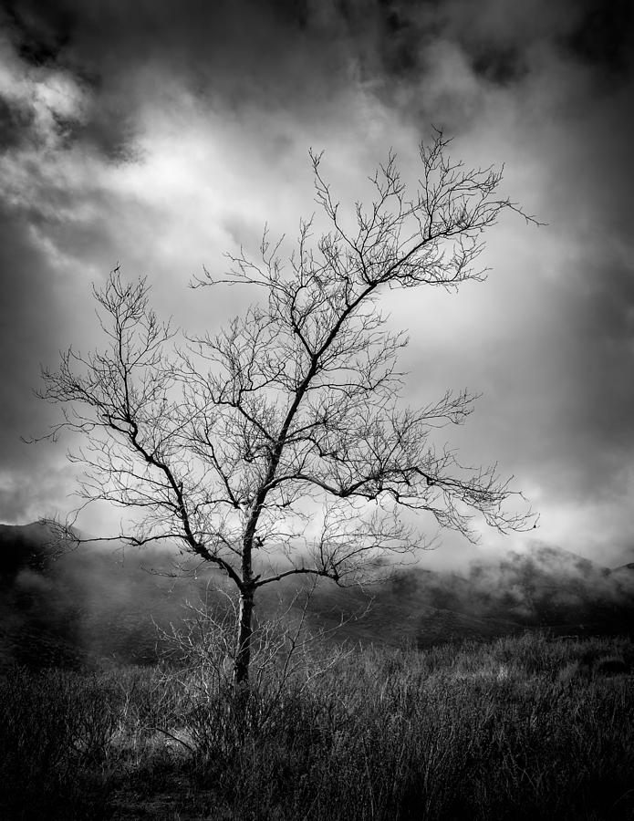 Barren Tree 1 Photograph by Joseph Smith