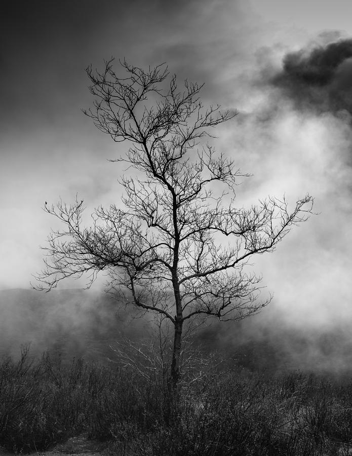 Barren Tree 2 Photograph by Joseph Smith