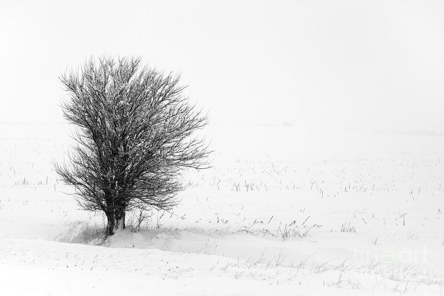 Barren Tree 9447 Photograph by Ken DePue