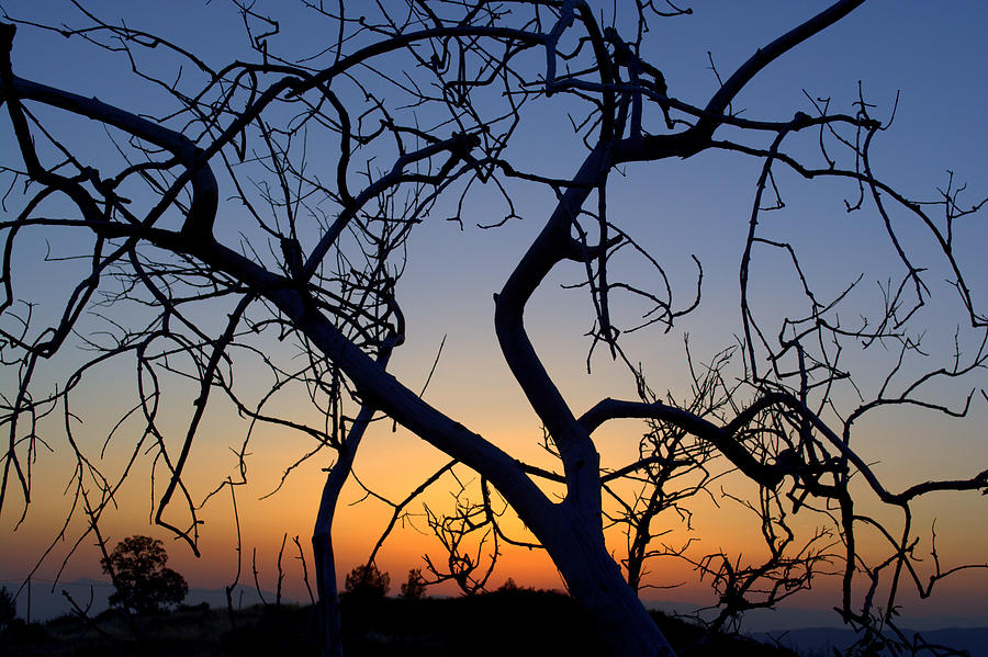 Barren Tree at Sunset Photograph by Lori Seaman