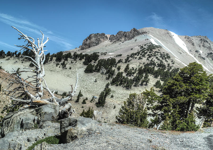 Barren Tree by Peter Dyke Barren Tree by Peter Dyke