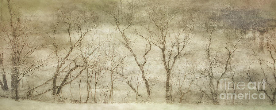 Barren Trees in Winter Mist Digital Art by Randy Steele