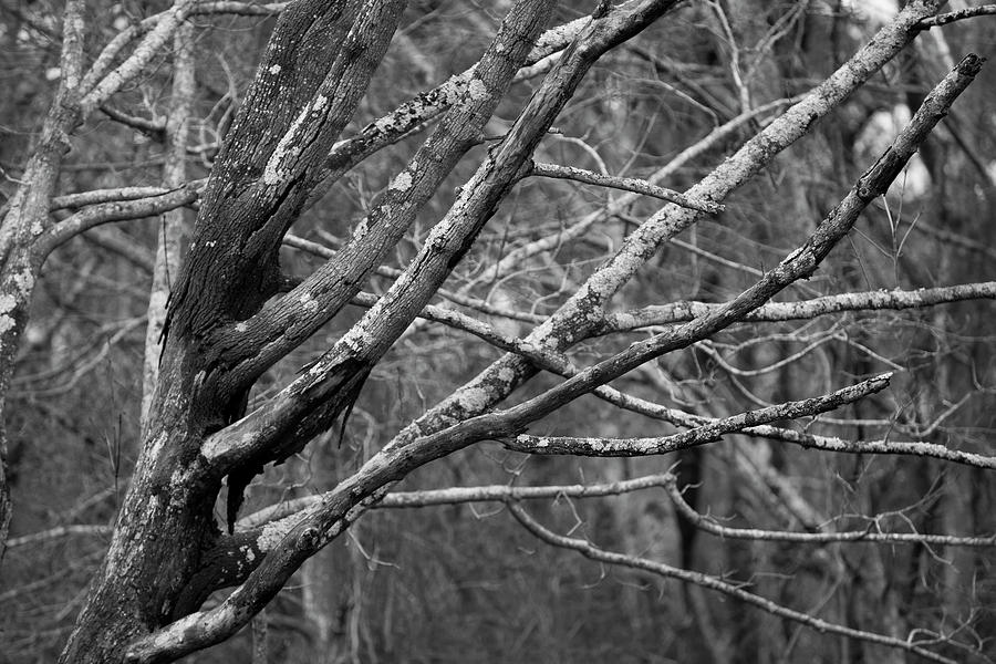 Barren Trees Photograph by Steve Gravano