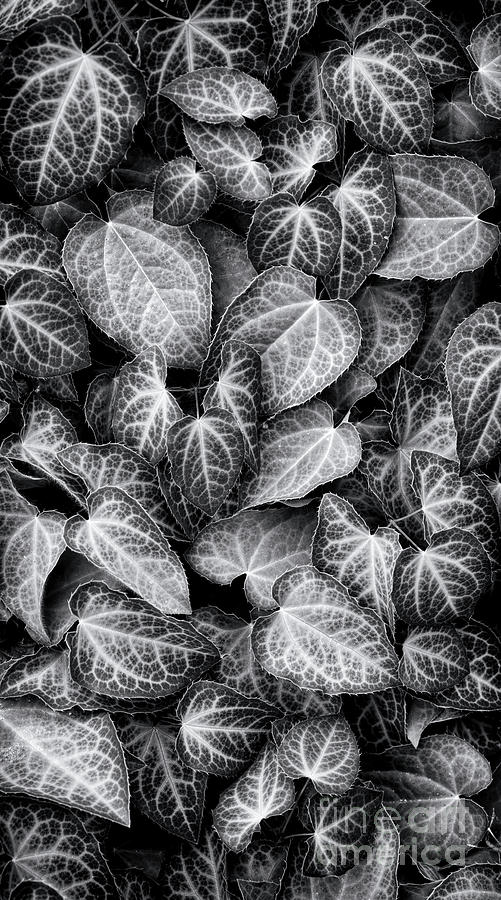 Barrenwort Leaves Photograph by Tim Gainey