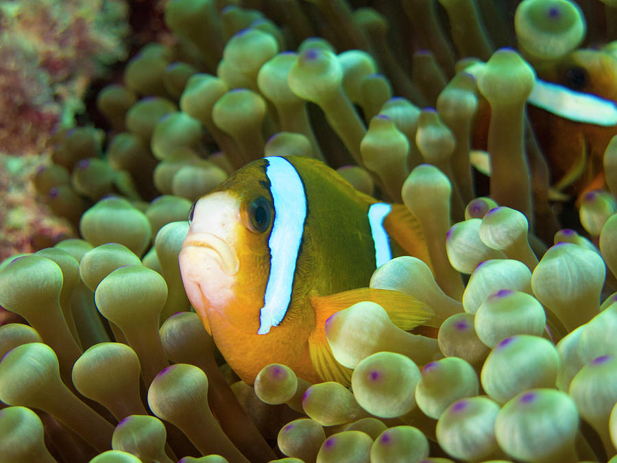 Barrier Reef Clown Photograph by John Coffey - Fine Art America