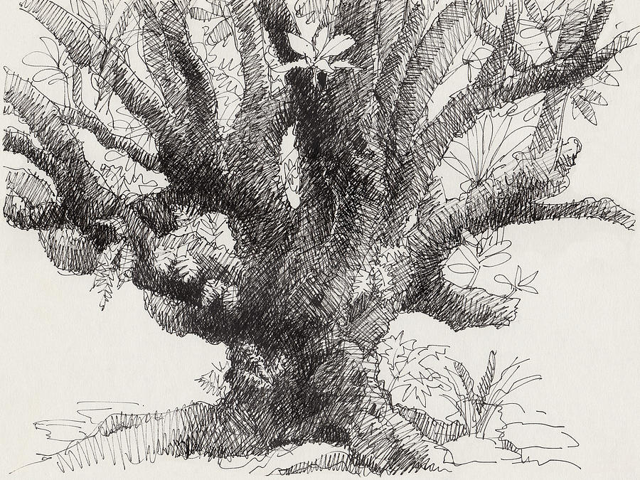 Barringtonia Tree Drawing by Judith Kunzle
