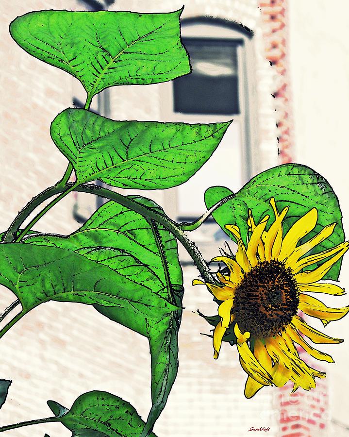 Sunflower Photograph - Barrio Sunflower by Sarah Loft