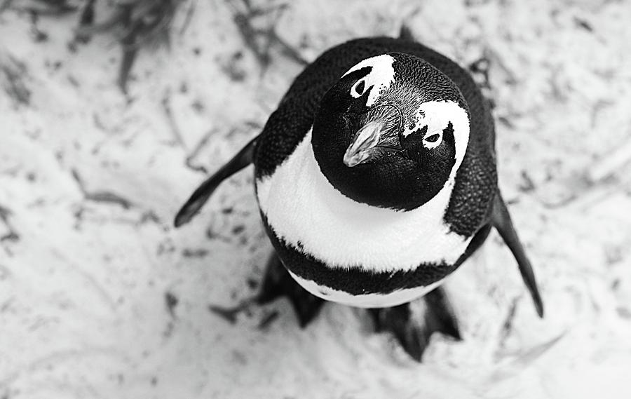 Bart the Baby Penguin Photograph by Cassidy Mills - Fine Art America