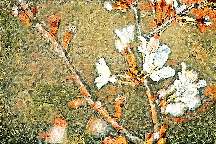 Bartlett Pear Spring Blooms Photograph by Susan Maxwell Schmidt