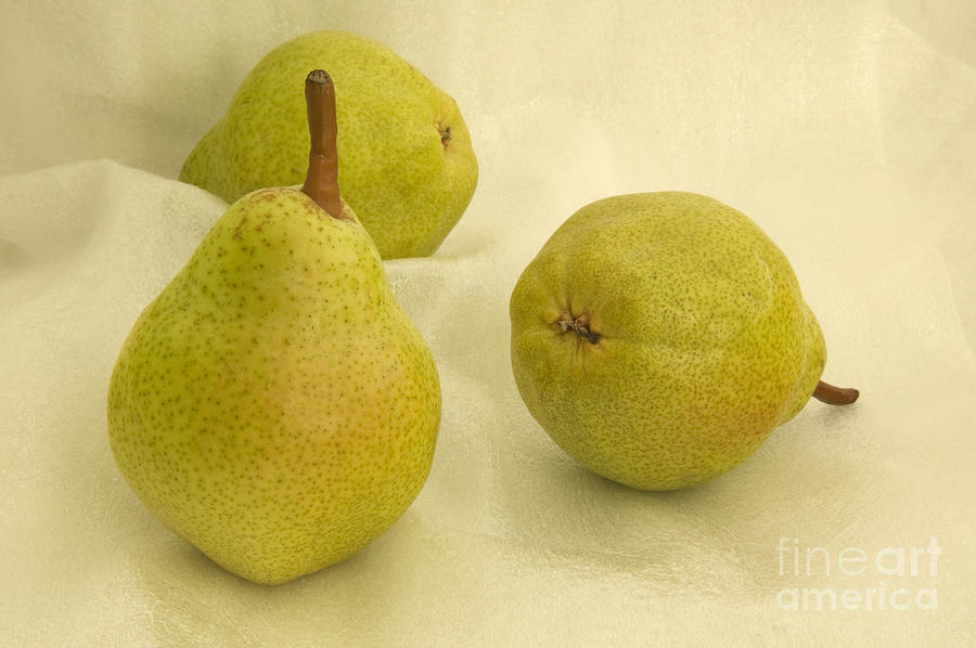 Bartlett Pears Photograph by Inga Spence