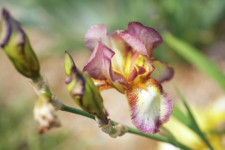 Bartok 1. The Beauty of Irises Photograph by Jenny Rainbow