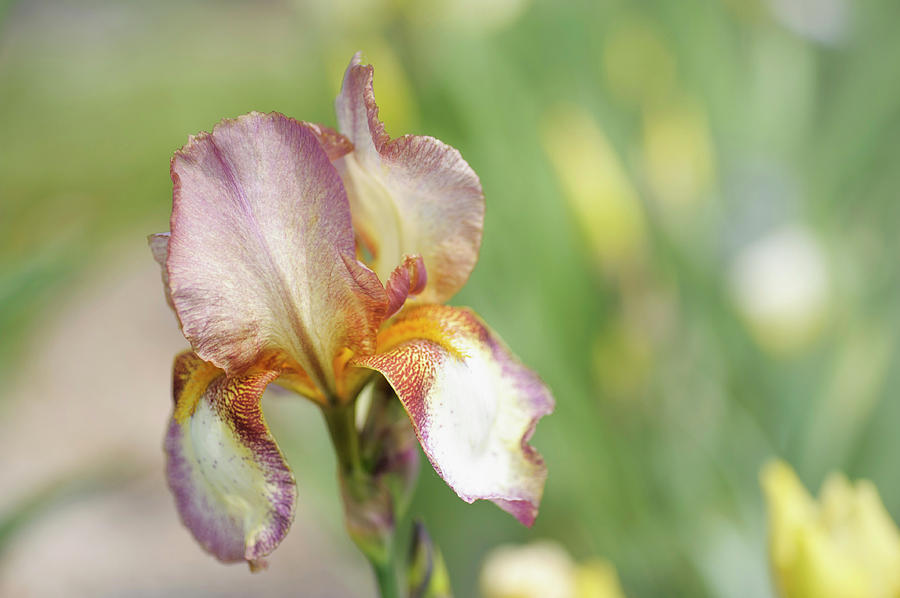 Bartok. The Beauty of Irises Photograph by Jenny Rainbow
