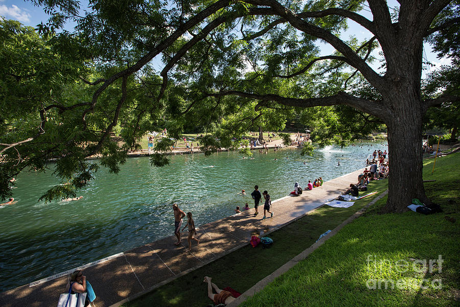 Tree Photograph - Barton Springs Pool is a shady grove of live oak trees dating ba by Dan Herron