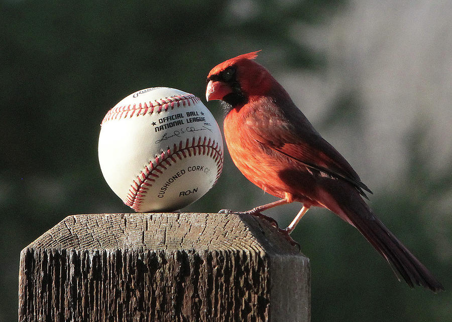 Baseball Cardinal Photograph by John Freidenberg