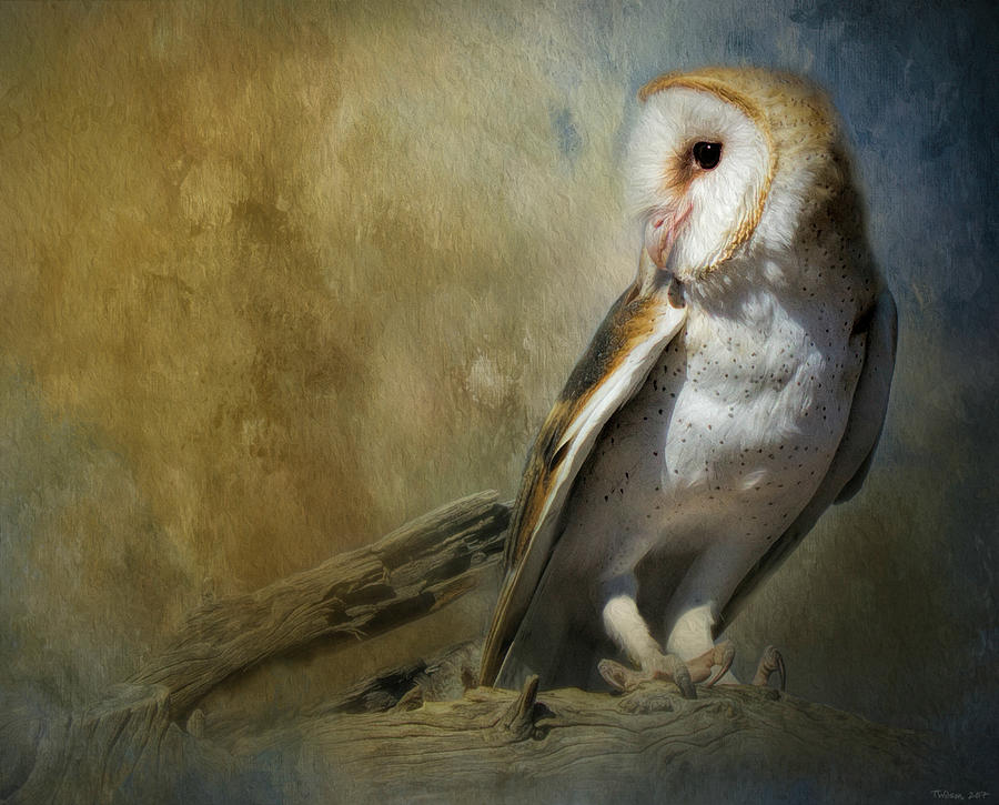 Bashful Barn Owl Mixed Media by Teresa Wilson