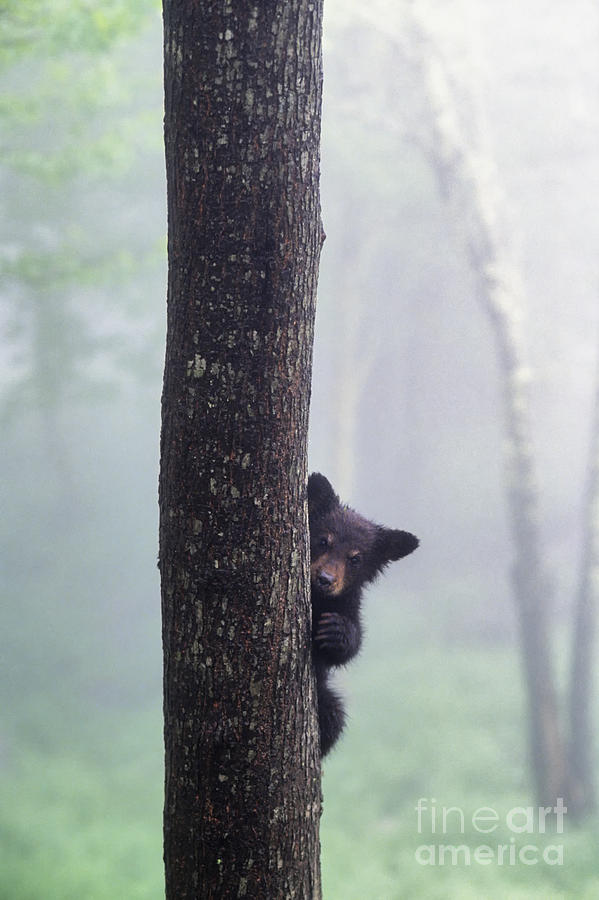 Wildlife Photograph - Bashful Bear Cub - FS000230 by Daniel Dempster