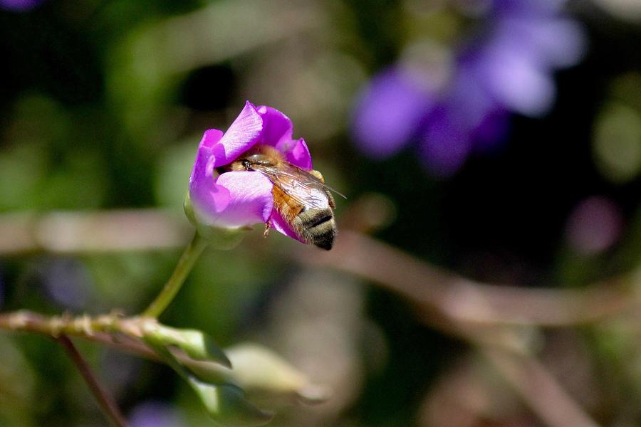 Bashful Bee  Photograph by Sarah Lilja