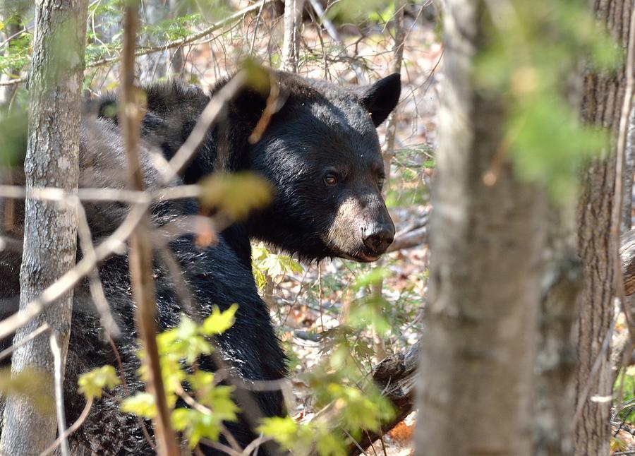 Bashful Black Bear Photograph by David Porteus