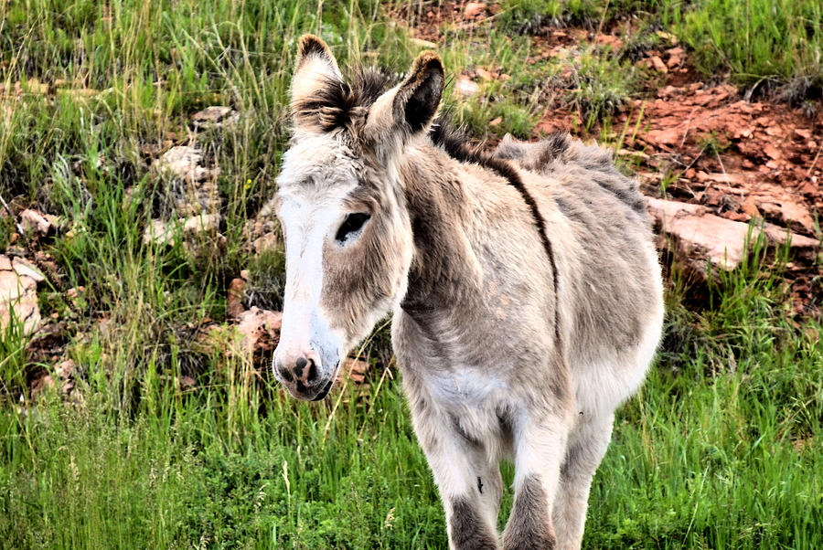 bashful donkey