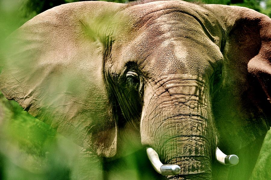 Bashful Elephant Photograph by Eileen Brymer