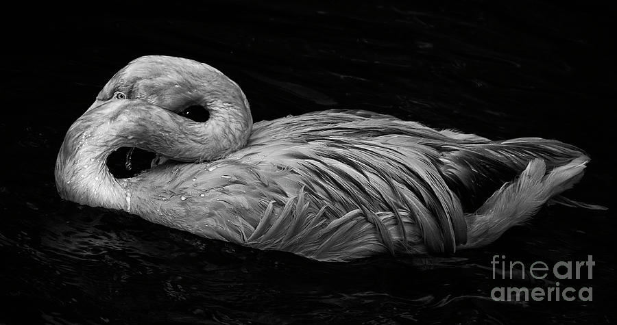 Bashful Flamingo Photograph by Sonya Lang