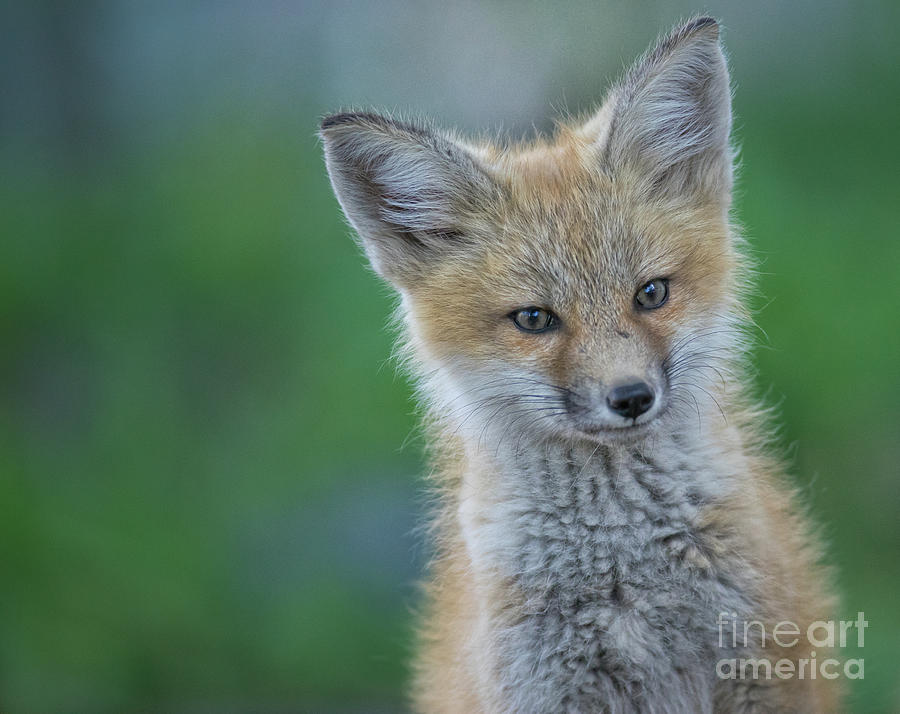 bashful fox