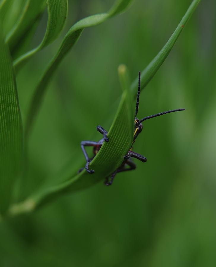 Bashful Grasshopper Photograph by Richard Rizzo