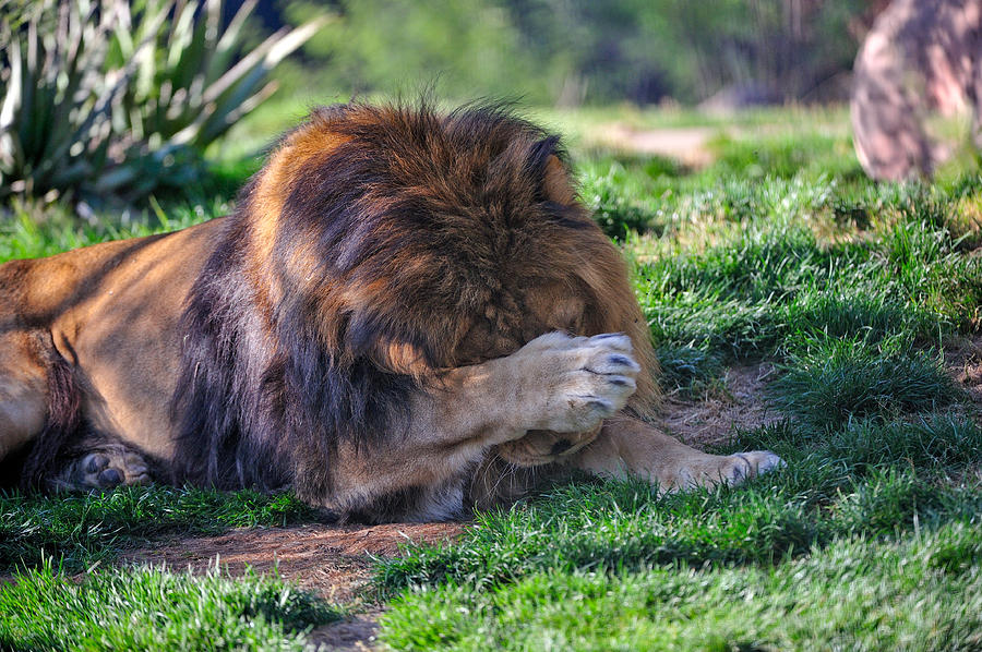 bashful lion