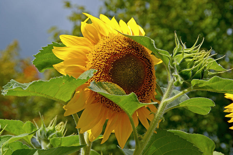 Sunflower Photograph - Bashful by Lynda Lehmann