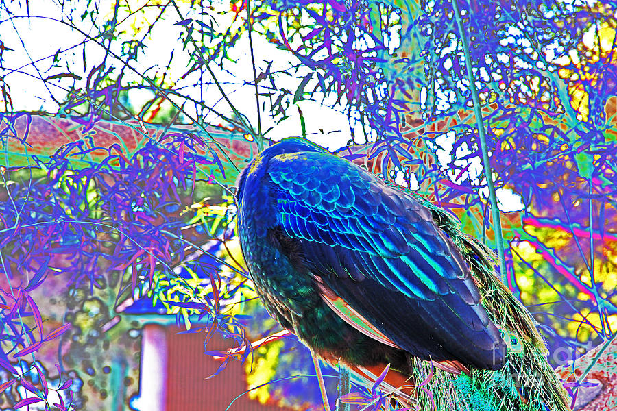 Bashful, Peacock Photograph by David Frederick