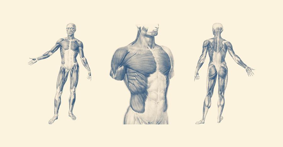 Basic Muscular System - Multi-View - Vintage Anatomy Poster Mixed Media by Vintage Anatomy Prints
