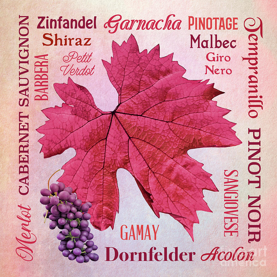 Basic Red Wine Varieties Mixed Media by Gabriele Pomykaj