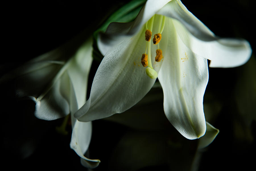 Basic White Lily Photograph by Dennis Dame