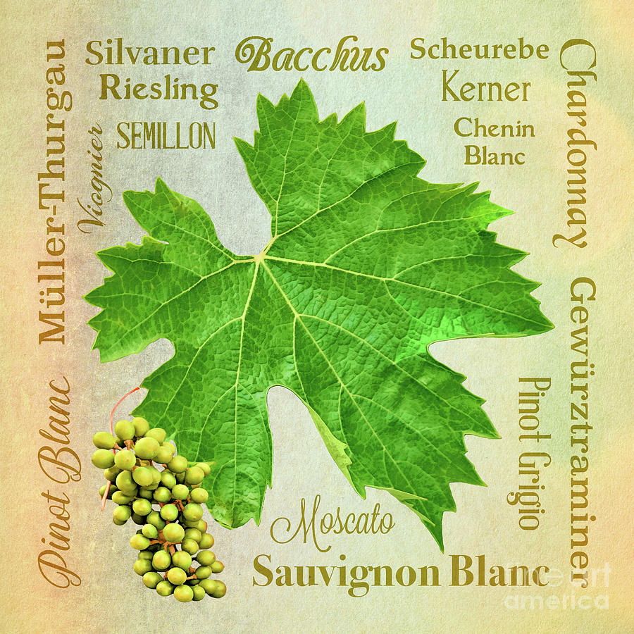 Basic White Wine Varieties Mixed Media by Gabriele Pomykaj