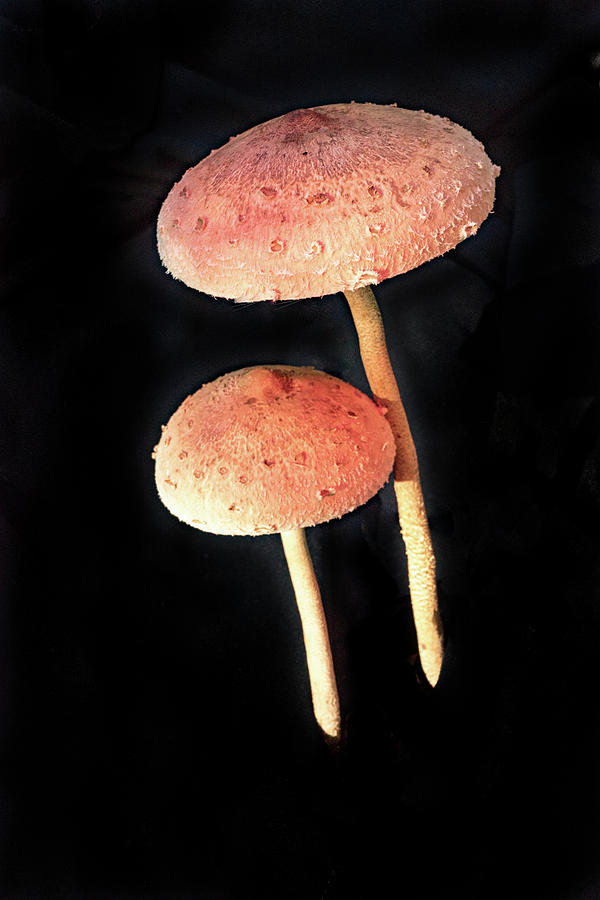 Basideomycte Mushrooms in Sunset Photograph by Douglas Barnett