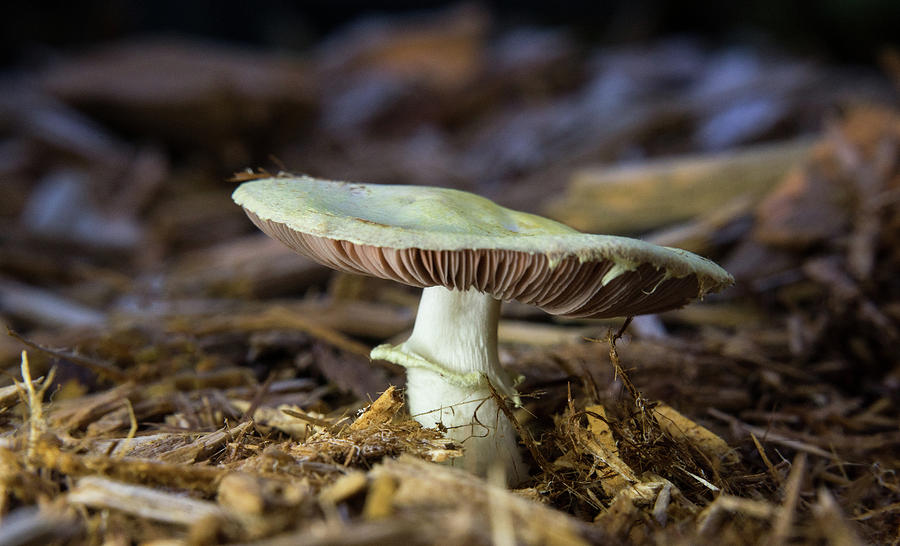 Basideomycte Mushrooms With Dark Brown Gills Photograph by Douglas ...