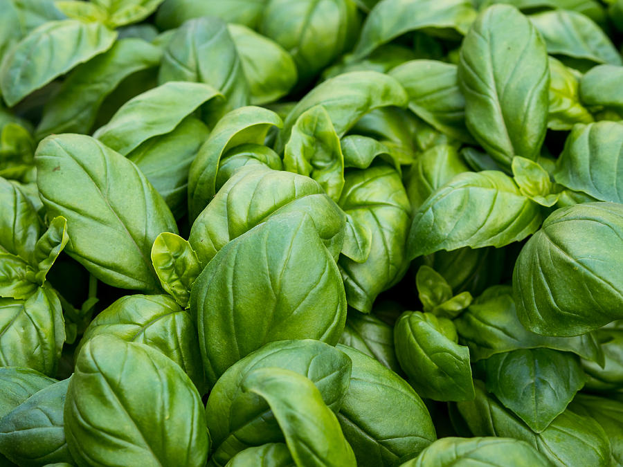 Basil Bunch by Kaleidoscopik Photography