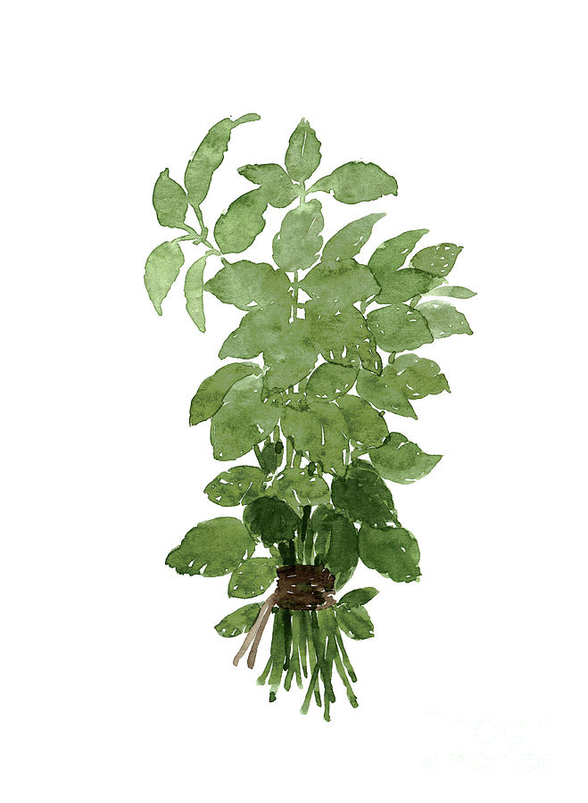 Basil Painting - Basil bundle tied with brown string green watercolor by Joanna Szmerdt