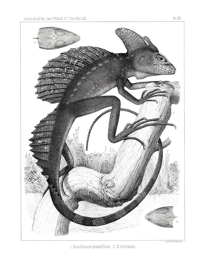Basilisk in Costa Rica Drawing by T Sinclair