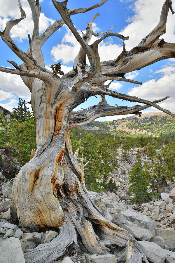Basin Bristlecone Photograph by Ray Mathis