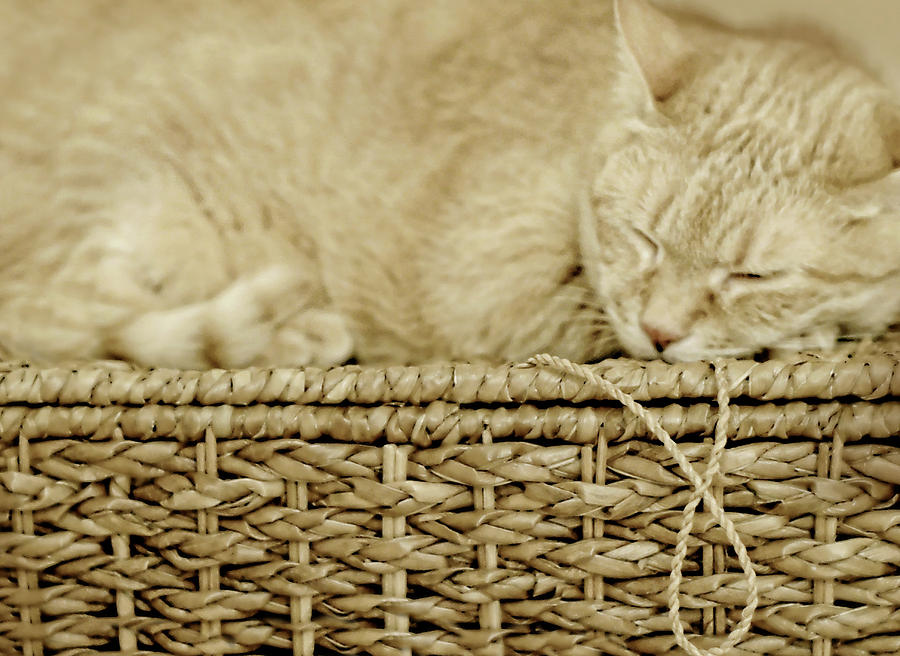 Basket Cat Photograph by Diana Angstadt
