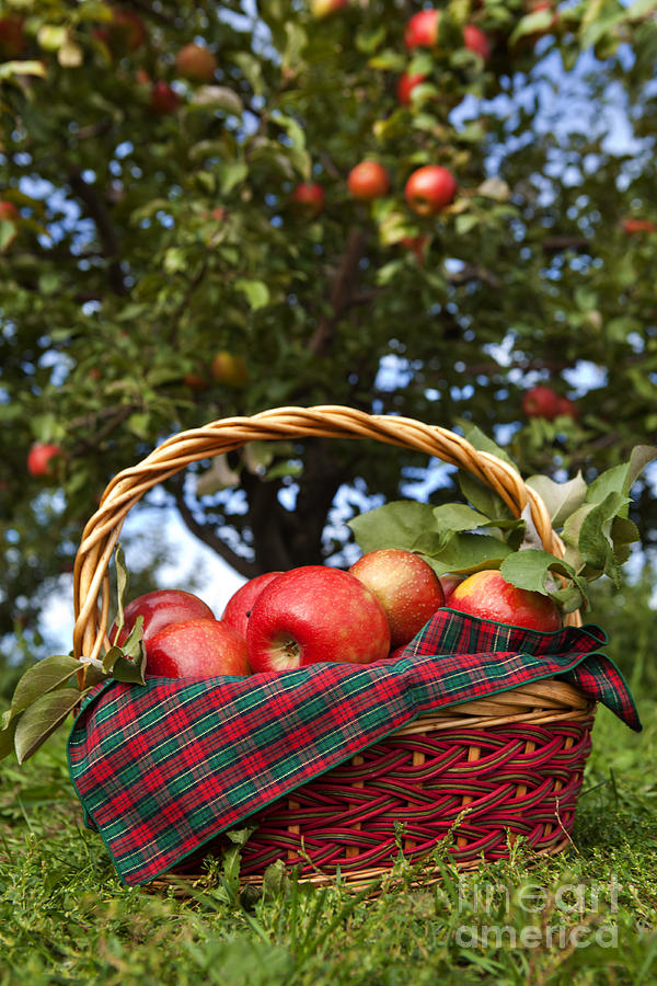 Basket of Apples Photograph by Anthony Totah