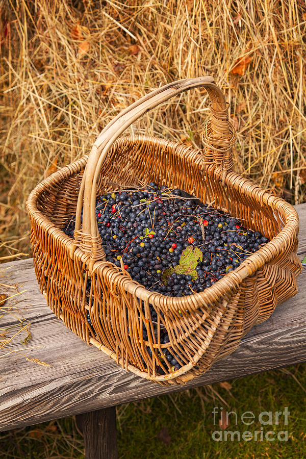 Basket of blueberries Photograph by Sophie McAulay