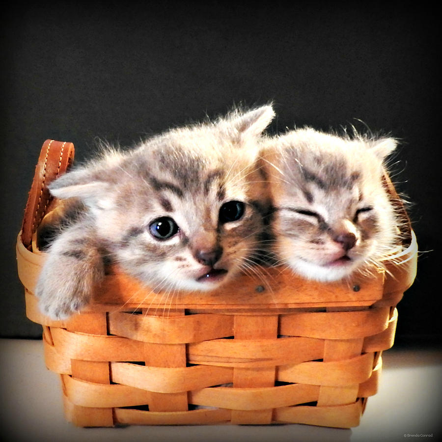 Cat Photograph - Basket of Fluff by Dark Whimsy