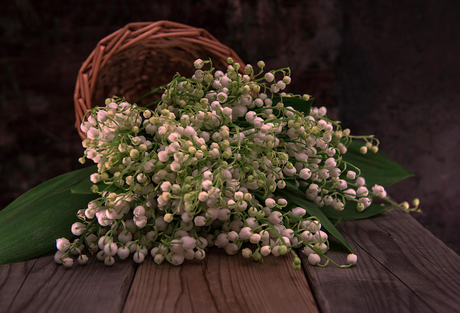 Basket of fresh lily of the valley flowers Photograph by Jaroslaw Blaminsky