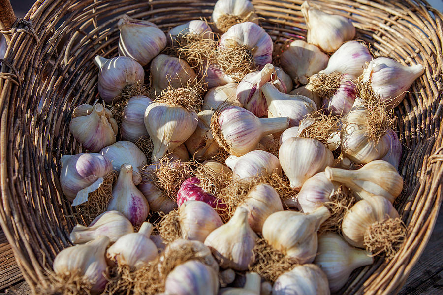 Basket of Garlic Photograph by Todd Klassy