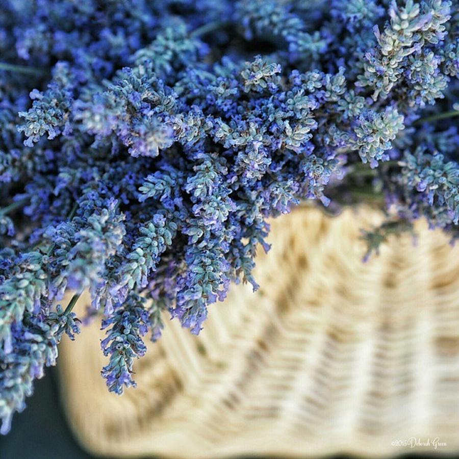 Nature Photograph - basket Of Lavender - A Few Fresh by Deborah Green