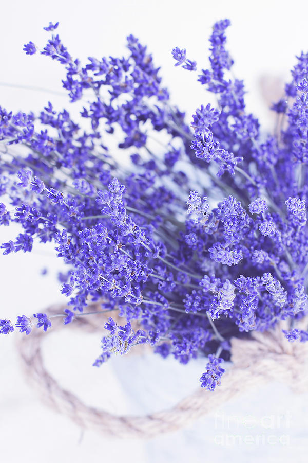 Basket of Lavender Photograph by Stephanie Frey